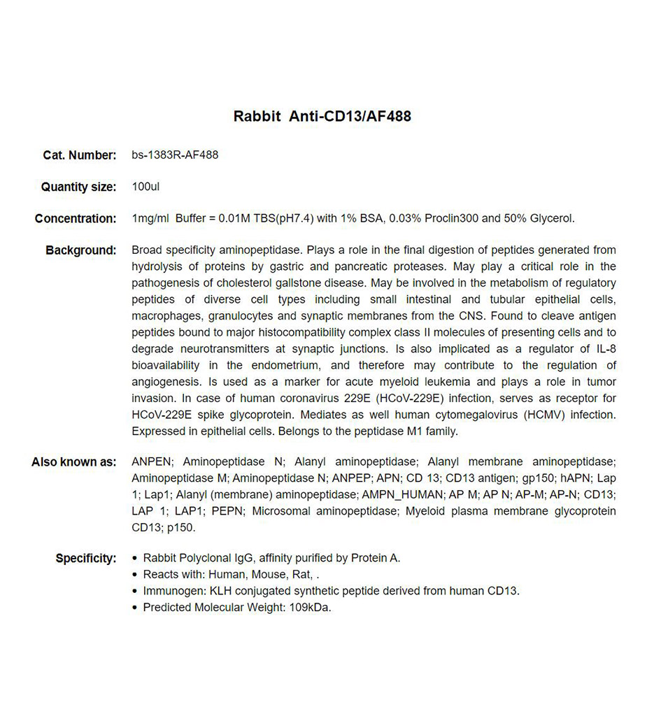 Rabbit Anti-CD13/AF488 Conjugated antibody
