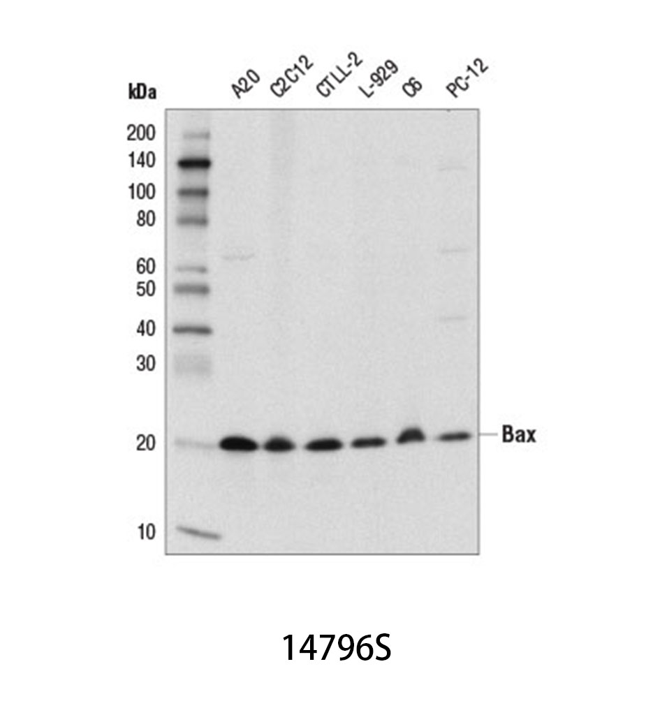Bax (D3R2M) Rabbit mAb (Rodent Preferred)