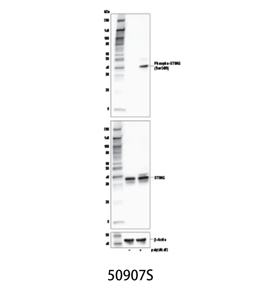 Phospho-STING (Ser366) (E9A9K) Rabbit mAb