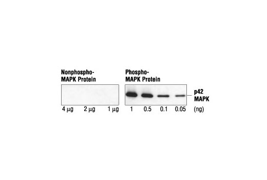 Phospho-p44/42 MAPK (Erk1/2) (Thr202/Tyr204) (E10) Mouse mAb