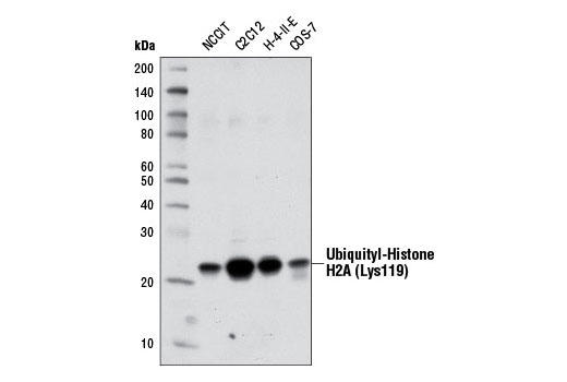 Ubiquityl-Histone H2A (Lys119) (D27C4) XP Rabbit mAb