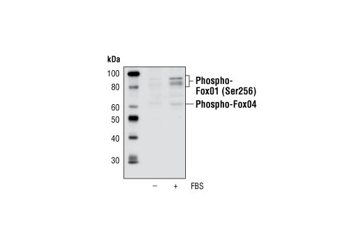 Phospho-FoxO1 (Ser256) Antibody