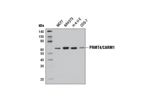 PRMT4/CARM1 (3H2) Mouse mAb