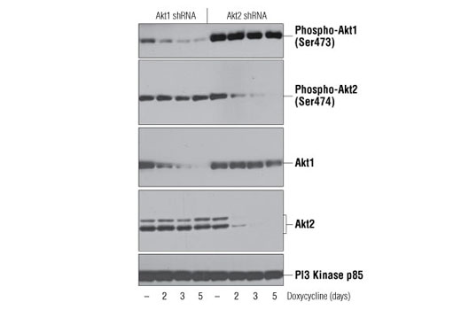 Phospho-Akt1 (Ser473) (D7F10) XP Rabbit mAb (Akt1 Specific)