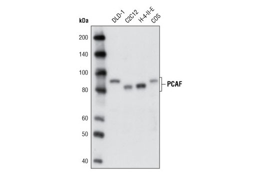 PCAF (C14G9) Rabbit mAb