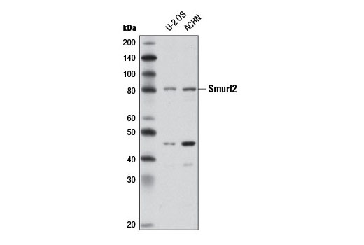 Smurf2 (D8B8) Rabbit mAb