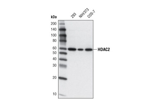 HDAC2 (3F3) Mouse mAb
