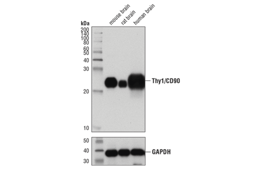 Thy1/CD90 (D3V8A) Rabbit mAb