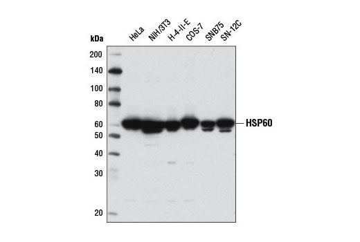 HSP60 (D6F1) XP Rabbit mAb
