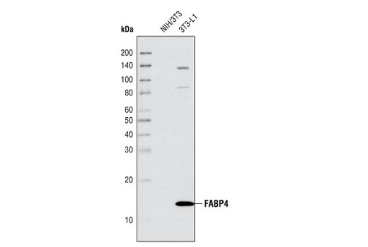 FABP4 Antibody