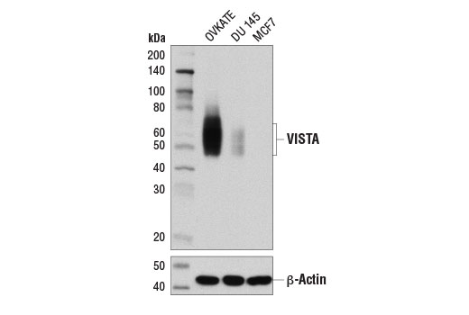 VISTA (D1L2G) XP Rabbit mAb