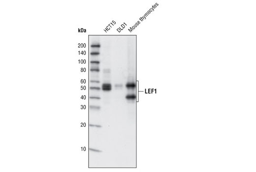 LEF1 (C12A5) Rabbit mAb