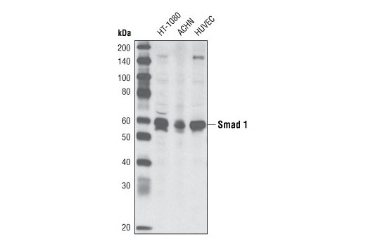 Smad1 Antibody