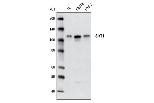 SirT1 Antibody (Mouse Specific)
