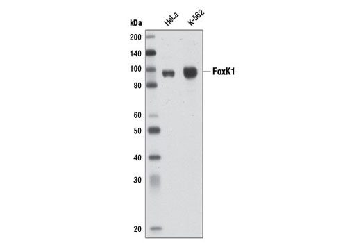 FoxK1 Antibody