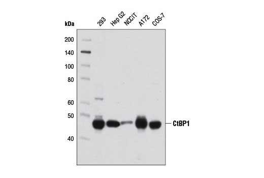 CtBP1 (D2D6) Rabbit mAb
