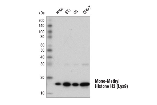 Mono-Methyl-Histone H3 (Lys9) (D1P5R) Rabbit mAb