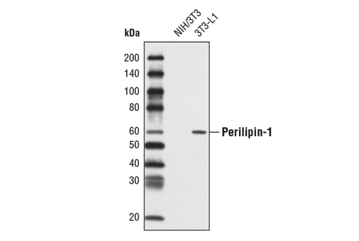 Perilipin-1 (D418) Antibody