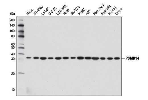 PSMD14 (D18C7) Rabbit mAb