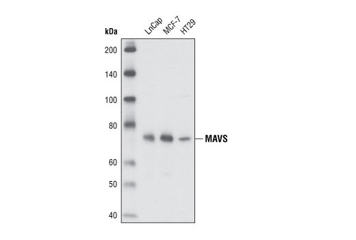 MAVS Antibody