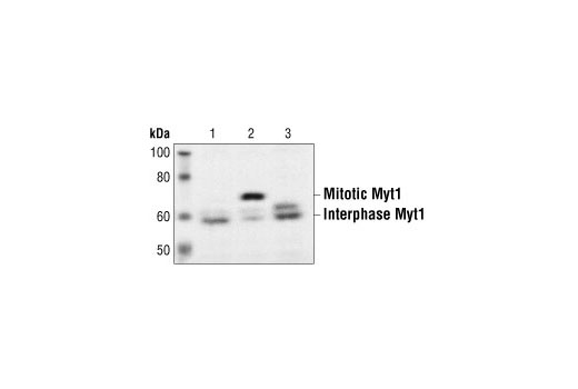 Myt1 Antibody