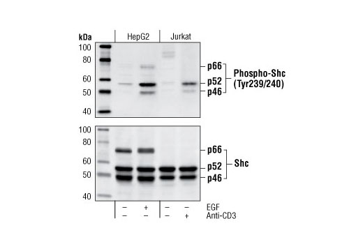 Phospho-Shc (Tyr239/240) Antibody