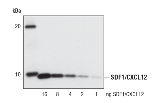 SDF1/CXCL12 Antibody