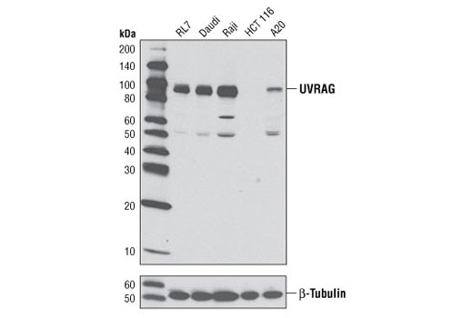 UVRAG Antibody