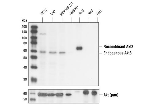 Akt3 (62A8) Rabbit mAb