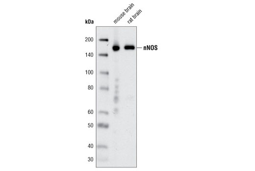 nNOS (C12H1) Rabbit mAb