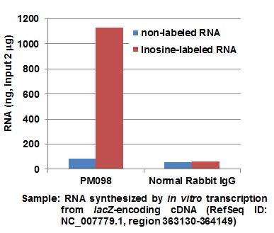 Anti-Inosine pAb