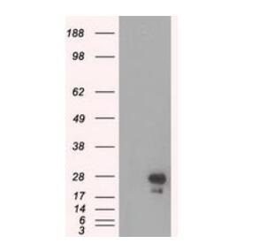 5A2, Anti-eGFP mouse monoclonal Antibody