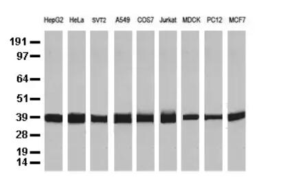 GAPDH mouse monoclonal (2D9)