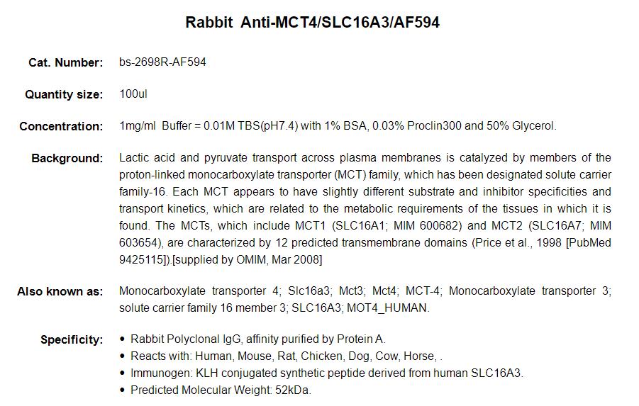 Rabbit Anti-MCT4/SLC16A3/AF594 Conjugated antibody