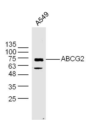 三磷酸腺苷结合转运蛋白G超家族成员2抗体