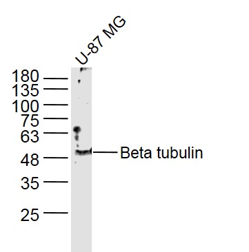 微管蛋白b tubulin/Tubulin b抗体
