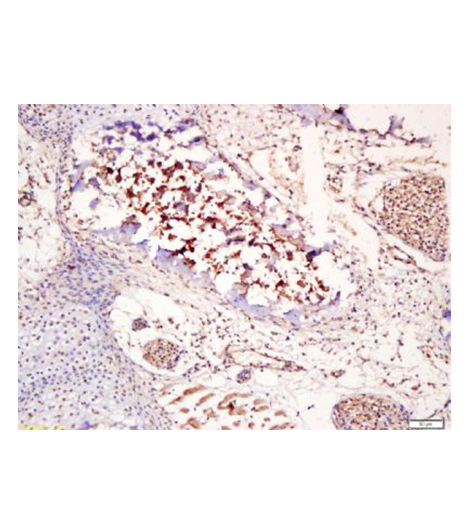 骨钙蛋白/骨钙素抗体