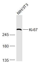 Ki67蛋白抗体