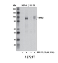 NRF2 (D1Z9C) XPRabbit mAb