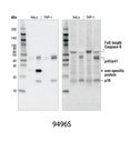 Cleaved Caspase-8 (Asp391) (18C8) Rabbit mAb