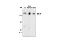 IRS-1 Antibody