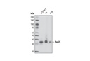 Sox2 (L1D6A2) Mouse mAb