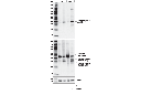 Cleaved Caspase-9 (Asp330) (E5Z7N) Rabbit mAb