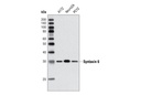 Vesicle Trafficking Antibody Sampler Kit