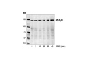 PLCγ1 Antibody