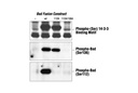 Phospho-(Ser) 14-3-3 Binding Motif Antibody