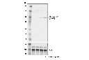 Phospho-Ezh2 (Thr311) Antibody