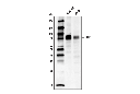 LRP1 Antibody