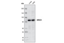 XRCC1 Antibody