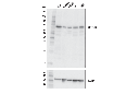 METTL16 Antibody